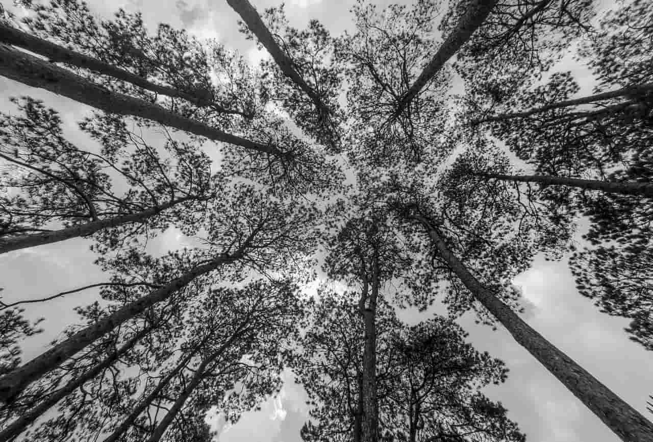 Japanese Black Pine Tree